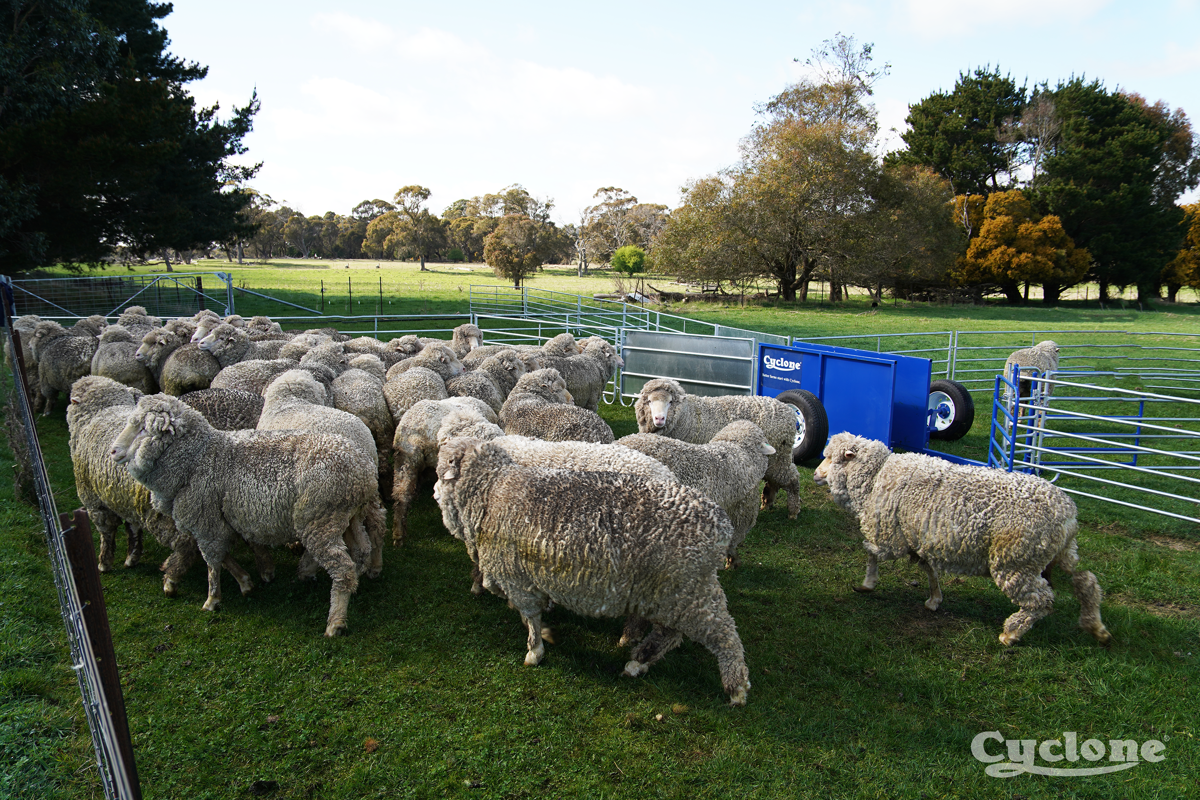 Portal Sheep Yard Image With Sheep