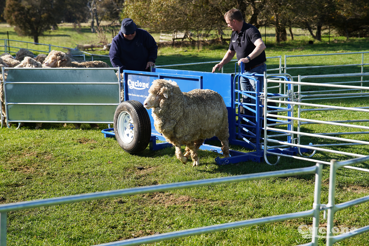 Portal Sheep Yard Image With Sheep 2